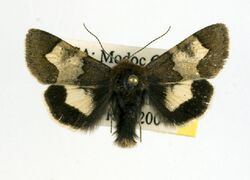 Heliothis proruptus.jpg