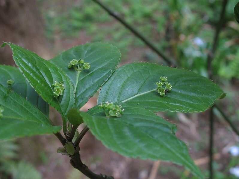 File:Helwingia japonica m.jpg