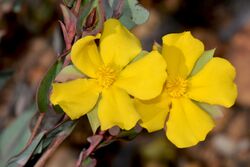 Hibbertia amplexicaulis.jpg