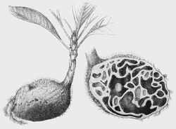 Hydnophytum formicarum 001.jpg