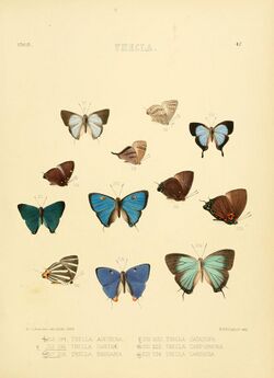 Illustrations of diurnal Lepidoptera 47.jpg