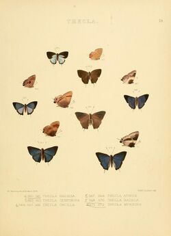 Illustrations of diurnal Lepidoptera 73.jpg
