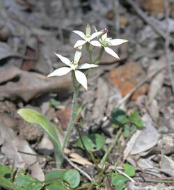 Jarrahdale Flower 7.jpg