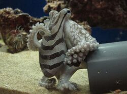 Larger Pacific Striped Octopus.jpg