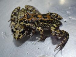 Leptodactylus troglodytes.jpg