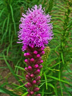 Liatris spicata 003.JPG