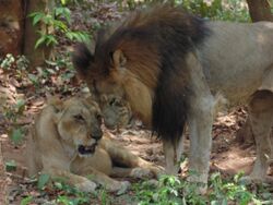 Lionss of king.jpg