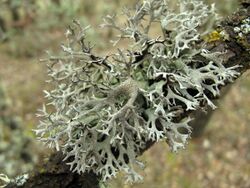 Liquen - lichen - Pseudevernia furfuracea (8649694591).jpg