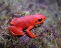 Mantella milotympanum02.jpg