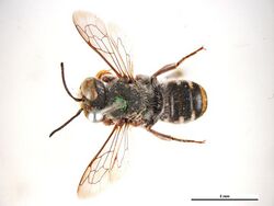 Megachile rottnestensis f.jpg