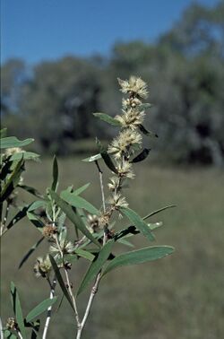 Melaleuca alsophila.jpg