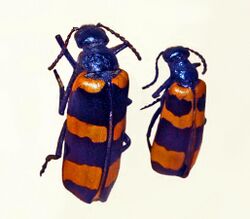 Meloidae - Mylabris oleae.JPG