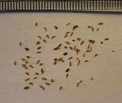 Michauxia campanuloides seeds, by Omar Hoftun.jpg