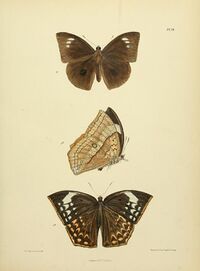 MooreThe Lepidoptera of CeylonPlate18.jpg
