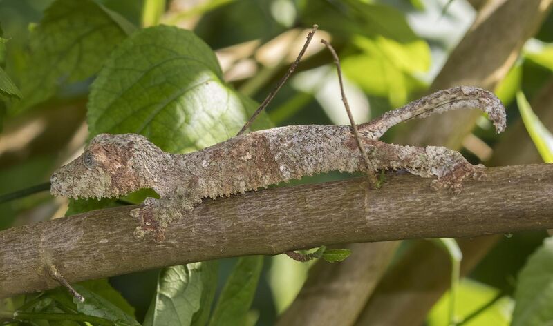 File:Mossy leaf-tailed gecko (Uroplatus sikorae) Montagne d’Ambre 3.jpg