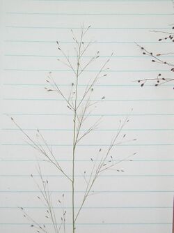 Muhlenbergia uniflora 1-eheep (5097942954).jpg