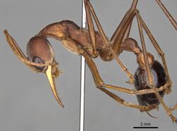 Myrmecia gratiosa 15082014 casent0914024 p 1 high.jpg