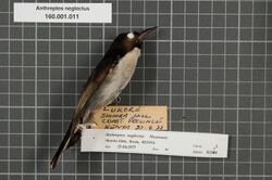 Naturalis Biodiversity Center - RMNH.AVES.82334 1 - Anthreptes neglectus Neumann, 1922 - Nectariniidae - bird skin specimen.jpeg