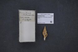 Naturalis Biodiversity Center - RMNH.MOL.209586 - Granulifusus rubrolineatus (Sowerby, 1870) - Fasciolariidae - Mollusc shell.jpeg