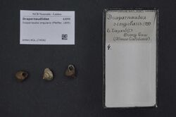 Naturalis Biodiversity Center - RMNH.MOL.274592 - Draparnaudia singularis (Pfeiffer, 1855) - Draparnaudiidae - Mollusc shell.jpeg