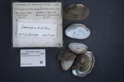 Naturalis Biodiversity Center - RMNH.MOL.326514 - Lasmigona holstonia (Lea, 1838) - Unionidae - Mollusc shell.jpeg