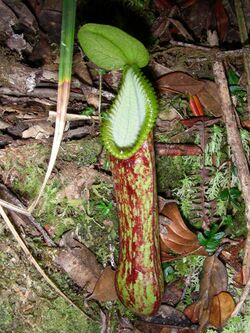 Nepenthes hamata5.jpg