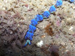 Nudibranch-Pteraeolidia ianthina (17272323106).jpg