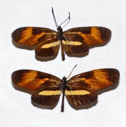 Nymphalidae - Eresia lansdorfi.JPG