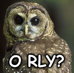 Photo of owl's head with "O RLY" superimposed.