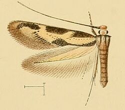 Oinophila nesiotes.jpg