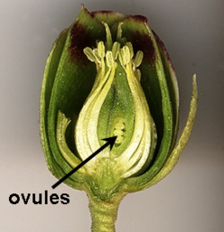 Ovules in flower.png