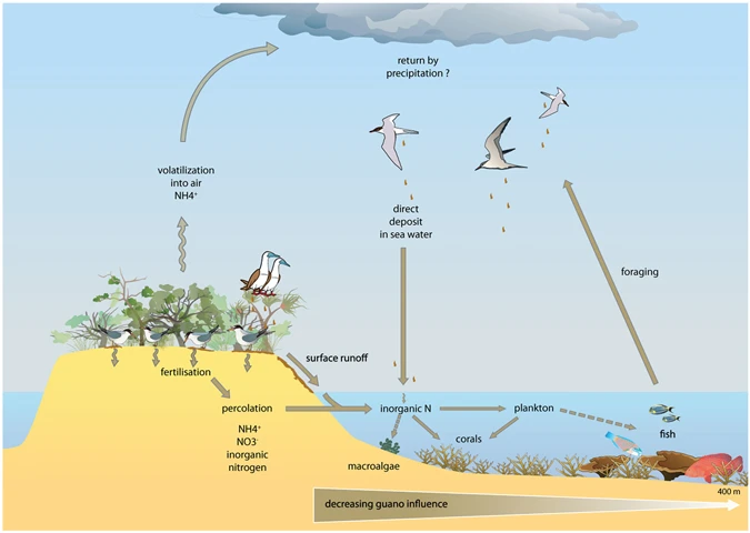 File:Pathways for guano-derived nitrogen to enter marine food webs.webp