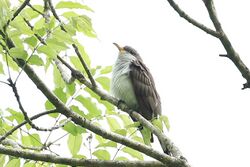Pearly-breasted Cuckoo.jpg