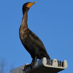 Phalacrocorax auritus.jpg