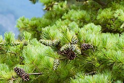 Pinus armandii var mastersiana, Aowanda Forest, Nantou County, Taiwan 1.jpg
