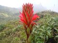 Pitcairnia bifrons inflorescence detail.JPG