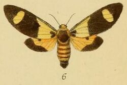 Pl.2-06-Casphalia picta Schaus & Clements 1893.JPG