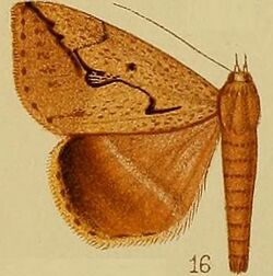 Pl.37-fig.16-Mocis persinuosa (Hampson 1910) (Remigia).JPG