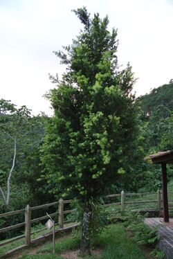 Podocarpus angustifolius 01.JPG