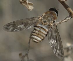 Poecilanthrax sp dorsal.jpg