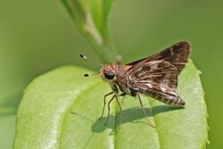 Pompeius skipper (Pompeius pompeius) underside.jpg