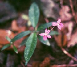 Pseuderanthemum crenulatum 2.jpg