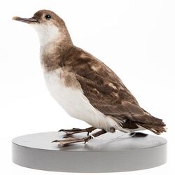 Image of Fluttering shearwater mount from the collection of the Auckland Museum