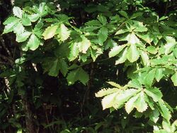 Quercus mongolica var gosseserrata.JPG