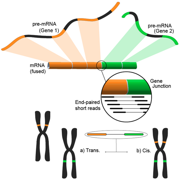 File:RNA-Seq-fusion-gene.png