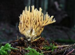 Ramaria-flaccida-fichtenkoralle.jpg