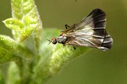 Rhamphomyia.marginata.female.jpg