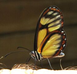 Salapia Glasswing (Ithomia salapia), Arvi Park, Colombia.jpg