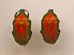 Scarabaeidae - Torynorrhina flammea.JPG