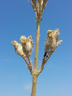 Silene viscosa sl7.jpg